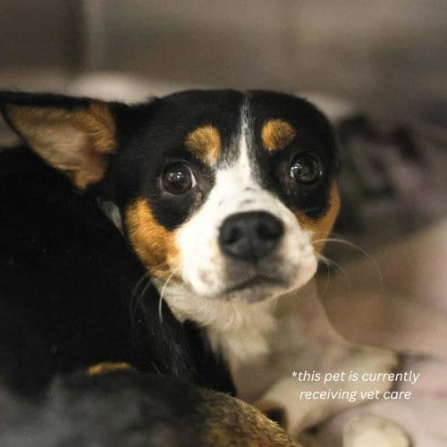 Photo of OZ, adoptable Terrier in San Antonio, Texas