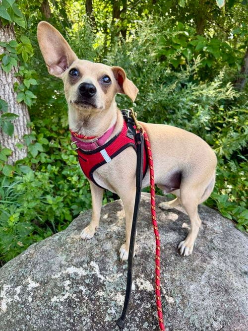 Photo of Mason (GA), adoptable Chihuahua in New York, New York