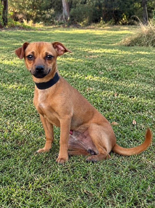 Photo of Lorenzo, adoptable Chihuahua in PIPE CREEK, Texas