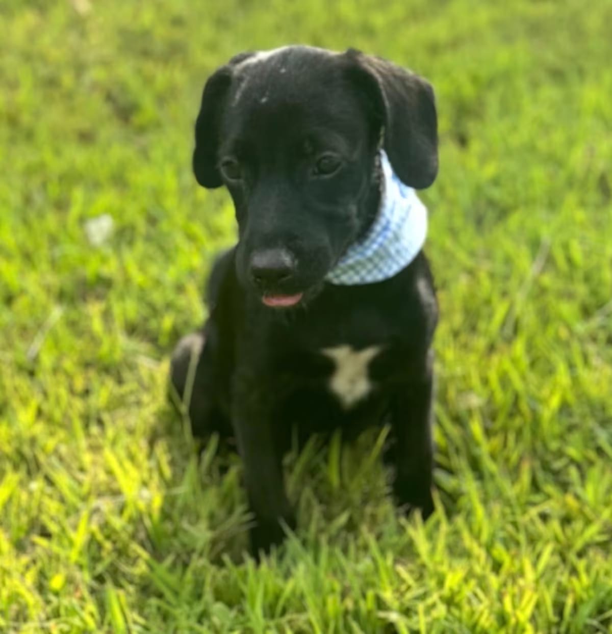 Photo of Wes, adoptable Pug/Chihuahua in HAGERSTOWN, Maryland