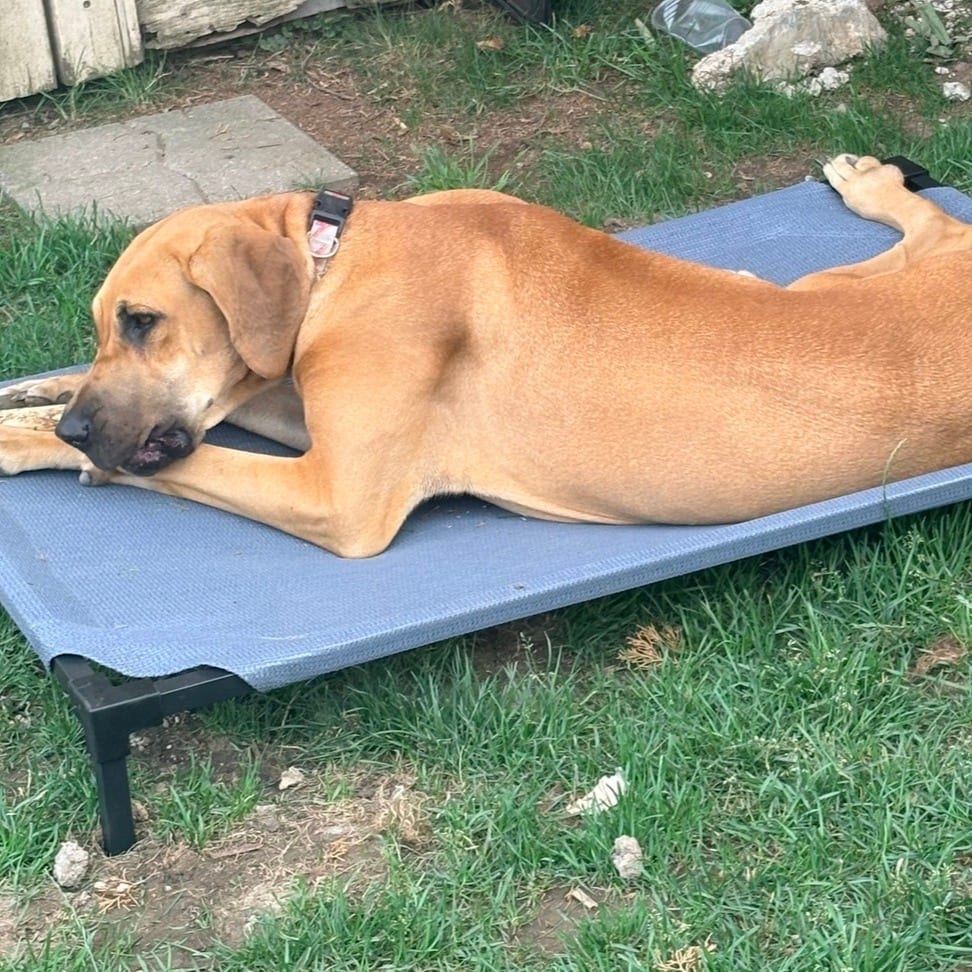 Photo of Brookie - Home to Home, adoptable Great Dane in South Elgin, Illinois
