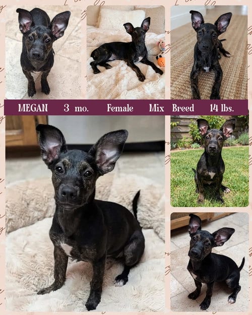 Photo of Megan, adoptable Terrier in Mesa, Arizona