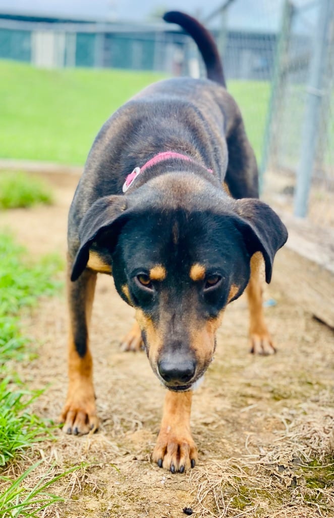 Photo of Conley, adoptable Mixed Breed in Chickamauga, Georgia