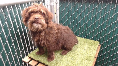 Photo of Chaparra, adoptable Terrier in Downey, California