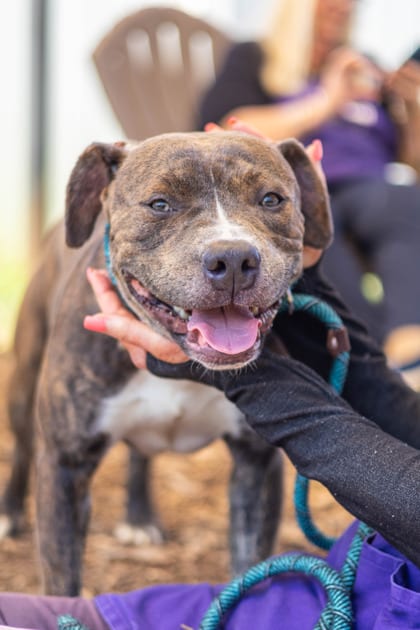 Photo of Submarine, adoptable dog in Chamblee, Georgia