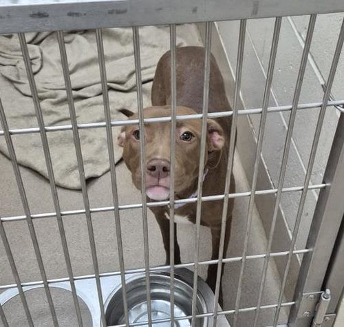 Photo of Autumn, adoptable Pit Bull Terrier in Decatur, Illinois