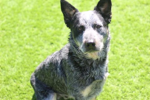 Photo of Lucky, adoptable Australian Cattle Dog/Blue Heeler in Grand Prairie, Texas