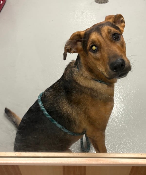 Photo of Wan, adoptable Shepherd mixed Hound in Lawrenceville, Georgia