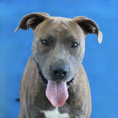 Photo of Rusy, adoptable Pit Bull Terrier in Pasadena, California