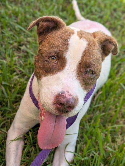 Photo of Cinnamona, adoptable Pointer in New Orleans, Louisiana