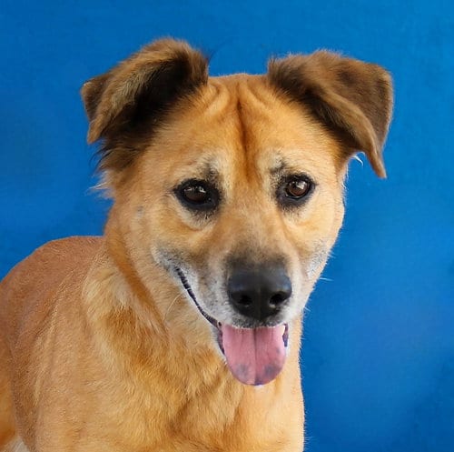 Photo of Amore, adoptable Terrier in Pasadena, California