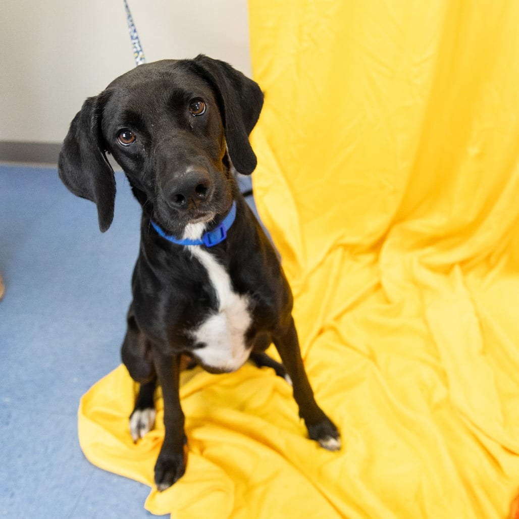Photo of Pearl, adoptable Mixed Breed (Large) in Gainesville, Florida