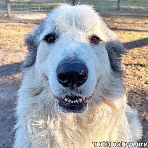 Photo of Thor in GA - Gentle & Affectionate, adoptable Great Pyrenees in Beacon, New York