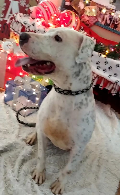 Photo of Xena, adoptable Boxer in Amarillo, Texas
