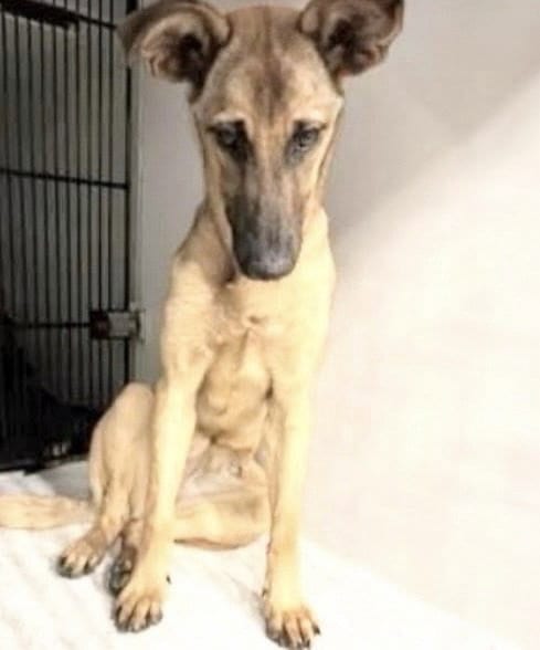 Photo of Sunny, adoptable German Shepherd Dog in Houston, Texas