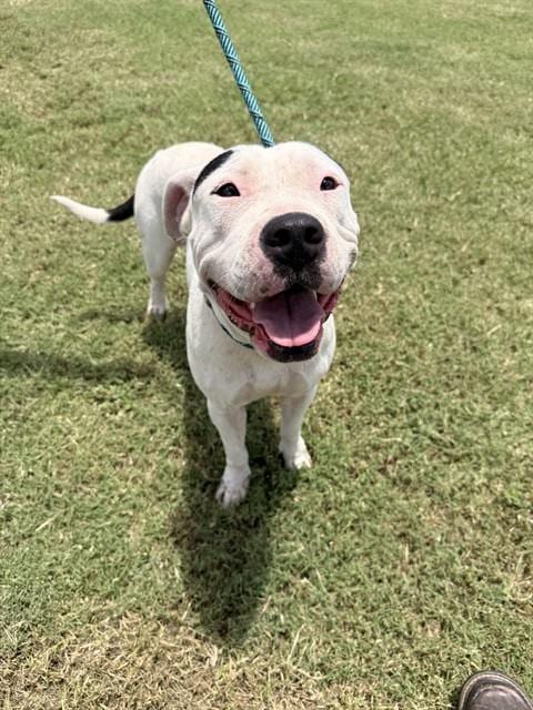 Photo of Coco, adoptable American Pit Bull Terrier in Corpus Christi, Texas