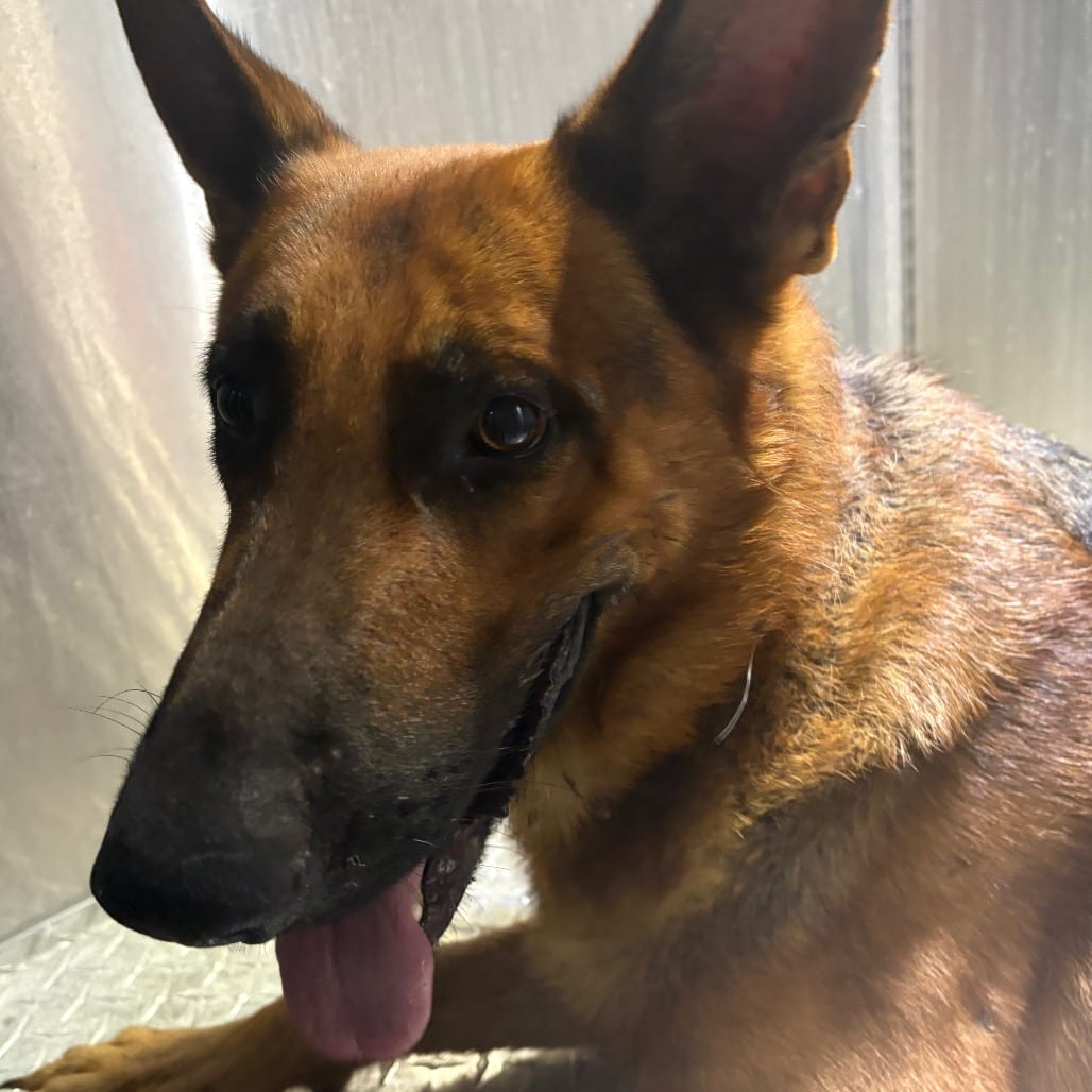 Photo of Nester, adoptable Shepherd, German / Mix in Brownsville, Texas