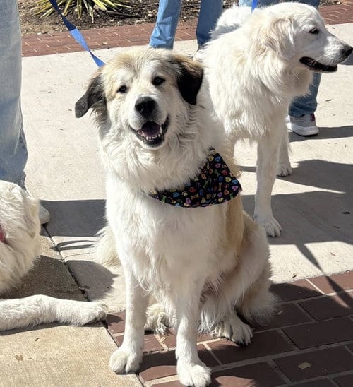 Photo of Juno, adoptable Great Pyrenees in Dallas, Texas