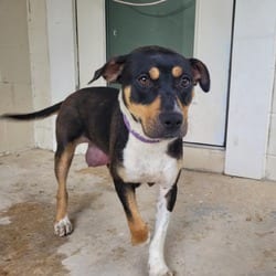 Photo of Luthien 1438, adoptable Mixed Breed (Medium) in Loxahatchee, Florida