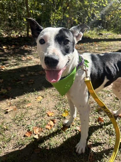 Photo of Thing 3, adoptable dog in Atlanta, Georgia