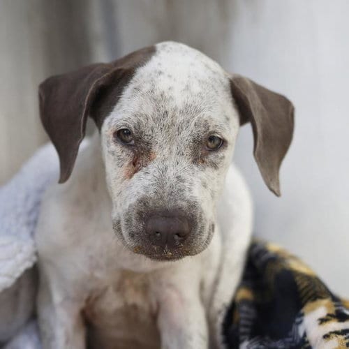 Photo of River, adoptable Australian Cattle Dog/Blue Heeler in San Antonio, Texas