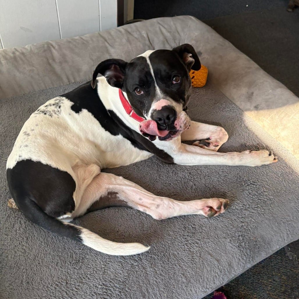Photo of Lil Ray, adoptable Mixed Breed (Large) in St. Louis, Missouri