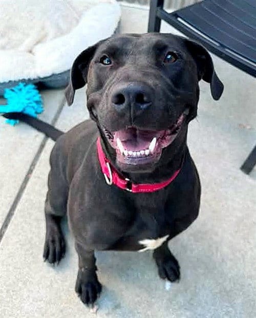 Photo of Rosalina, adoptable Labrador Retriever in Sacramento, California