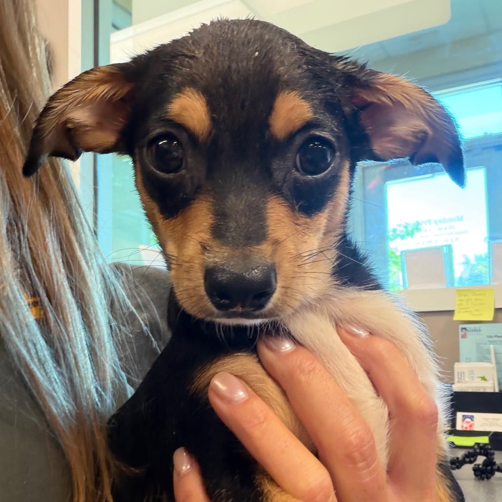 Photo of Wallace, adoptable Mixed Breed (Small) in Bend, Oregon