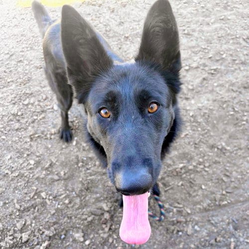 Photo of Karlita, adoptable German Shepherd Dog in Oakland, California