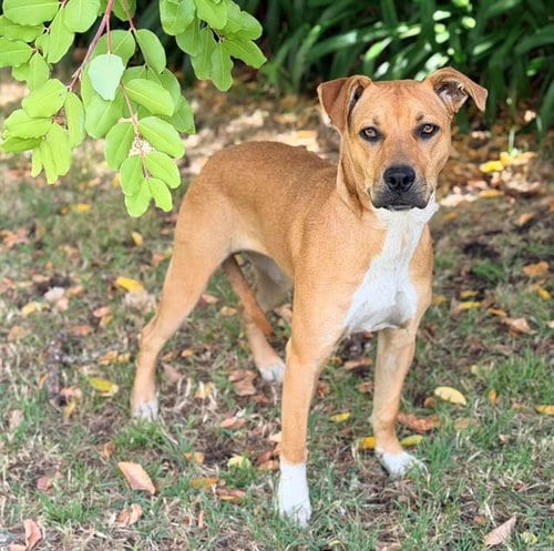 Photo of Mila, adoptable Pit Bull Terrier in Fairfield, California