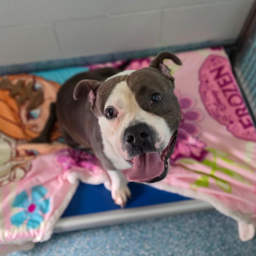 Photo of Saturday, adoptable Mixed Breed (Medium) in Greensboro, North Carolina