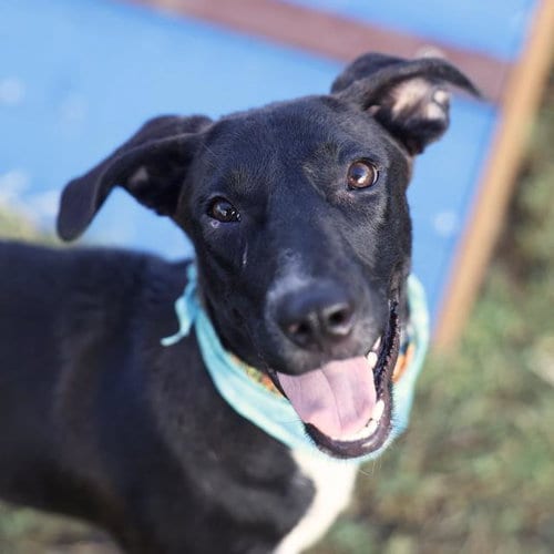 Photo of Penelope, adoptable American Staffordshire Terrier in San Antonio, Texas