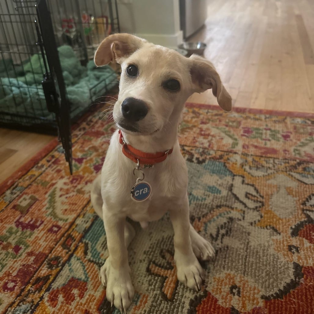 Photo of Cobbler, adoptable Terrier / Mix in Chicago, Illinois