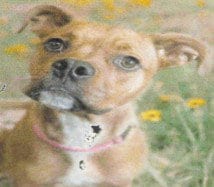 Photo of Robin, adoptable Boxer in Hartselle, Alabama