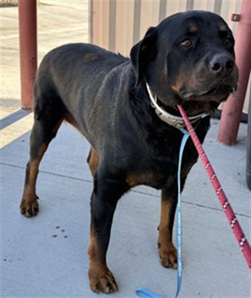 Photo of Hazel, adoptable Rottweiler in Lancaster, California