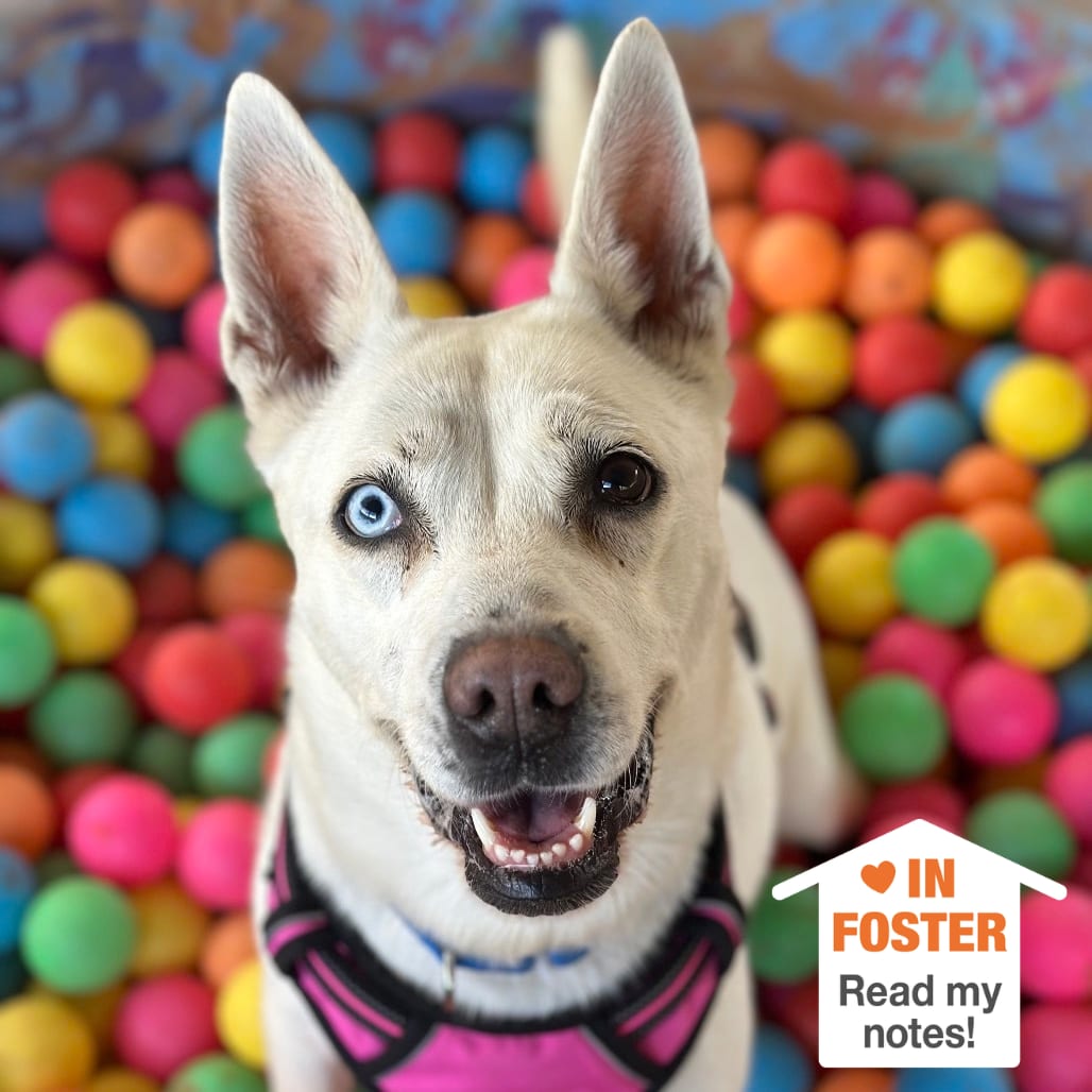 Photo of Uma, adoptable Husky / Carolina Dog in Kanab, Utah
