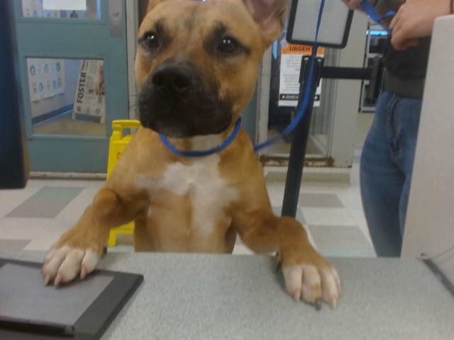 Photo of Senior Black Mouth Cur, adoptable Black Mouth Cur in Oklahoma City, Oklahoma