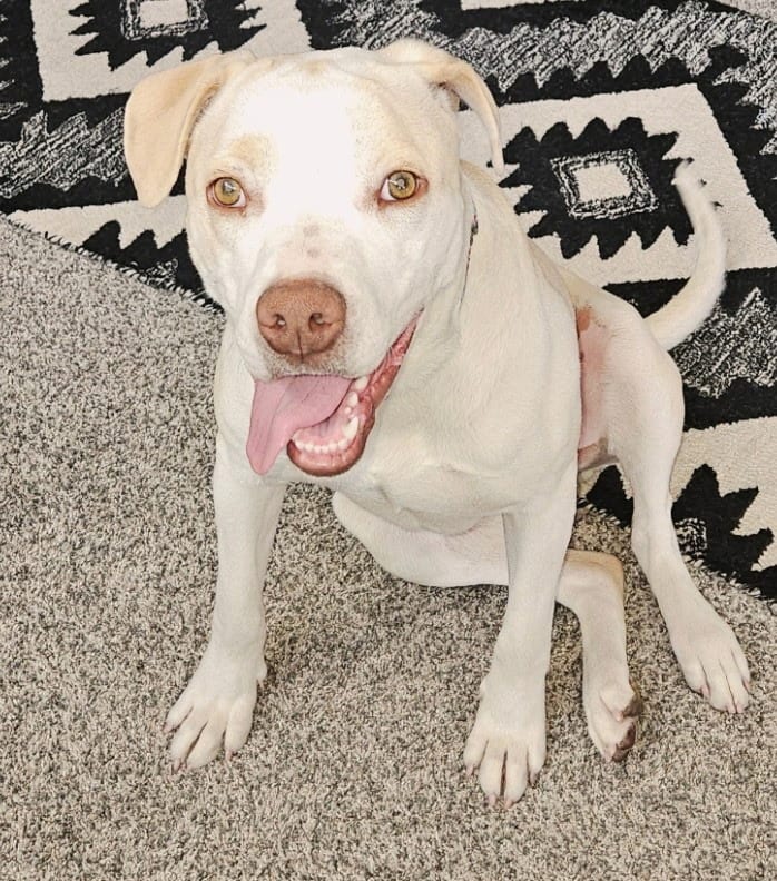 Photo of Ivory, adoptable Labrador Retriever in Colorado Springs, Colorado