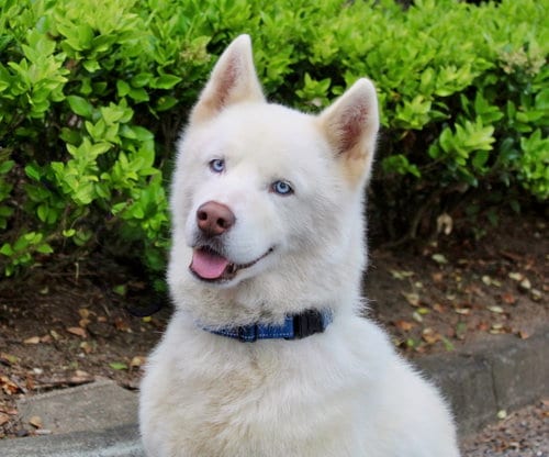 Photo of Abel, adoptable Siberian Husky in Roswell, Georgia