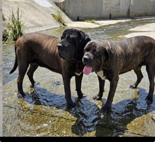 Photo of River - REDUCED ADOPTION DONATION, adoptable Mastiff in Goodyear, Arizona