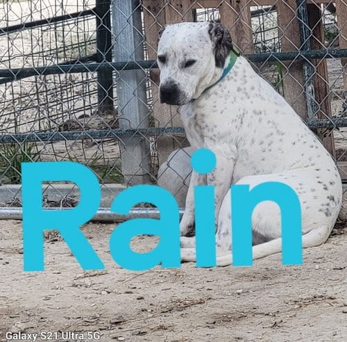 Photo of Rain, adoptable Labrador Retriever in Pipe Creek, Texas