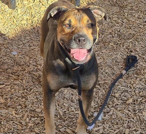 Photo of Shy, adoptable American Pit Bull Terrier in Albuquerque, New Mexico