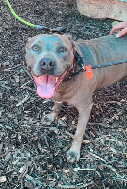 Photo of Rita - IN FOSTER, adoptable dog in Chamblee, Georgia