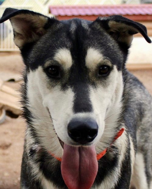 Photo of Bacardi, adoptable Siberian Husky in Cedar Crest, New Mexico