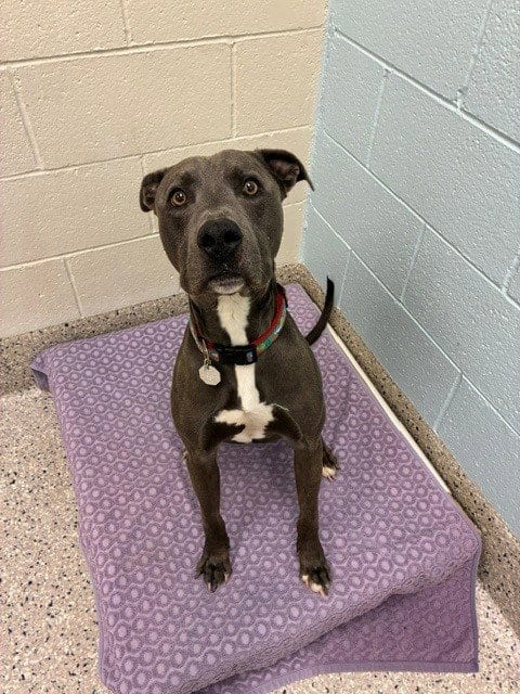 Photo of Dolphin, adoptable American Pit Bull Terrier in Brighton, Colorado