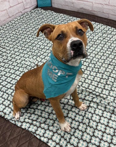 Photo of Milt, adoptable Pit Bull Terrier in Detroit, Michigan