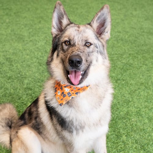 Photo of Zephyr, adoptable Shepherd in Burlingame, California