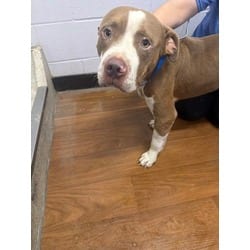 Photo of Gnocchi, adoptable American Pit Bull Terrier in Baton Rouge, Louisiana