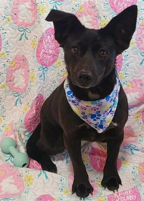 Photo of Piper, adoptable Chihuahua in Sherman Oaks, California