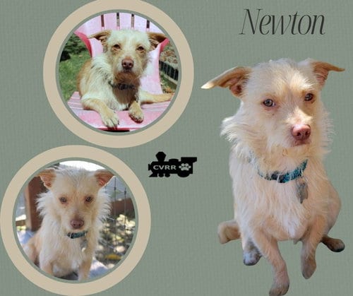 Photo of Newton, adoptable Terrier in Lindsay, California